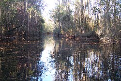 One of the canals in the Okefenokee Swamp