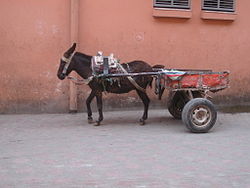 Donkey used to pull a wheeled vehicle in Morocco