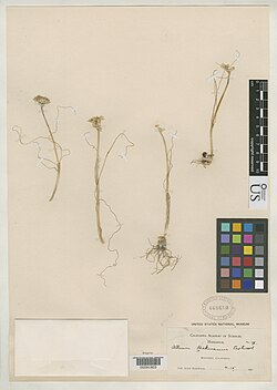 An herbarium specimen collected by Alice Eastwood in 1900 of Allium hickmanii, a species which she described and named.