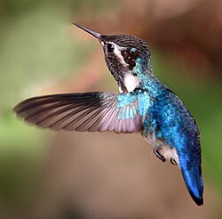 An adult male bee hummingbird, the smallest known theropod and smallest living dinosaur