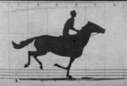 An animation of the retouched Sallie Garner card from The Horse in Motion series (1878–1879) by Muybridge