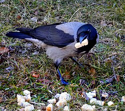 Among birds, the hooded crow is a typical omnivore.