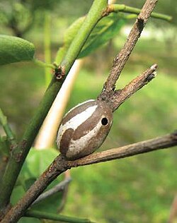 Cocoon