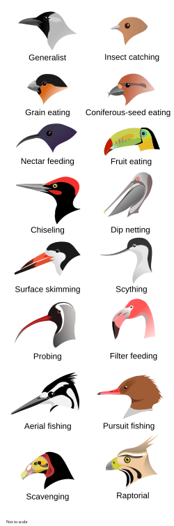 Comparison of bird bills, displaying different shapes adapted to different feeding methods (not to scale)