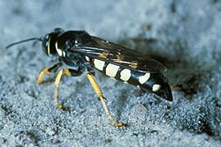 The horse guard wasp, Stictia carolina, catches horse-flies to provision its brood in a nest.