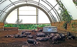 Pigs around a rotary feeder