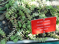 A sign for Crassula rupestris at the University of Helsinki Botanical Garden. The roots for the binomial name are crassus (thick, fat) and rupestris (living on cliffs or rocks)