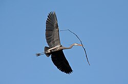 With nesting material in Illinois