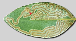 Leaf mines by the moth Phyllocnistis hyperpersea on a Persea borbonia leaf. The red arrow indicates the pupal crypt.