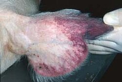 Reddening of the ears is a common sign of African swine fever in pigs.