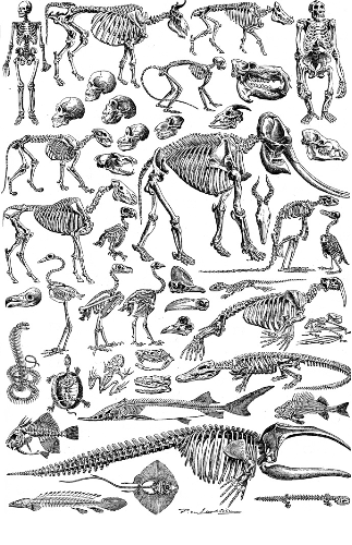 Clicking on a skeleton in the picture causes the browser to load the appropriate article