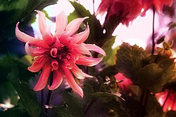 Close up of a Dahlia x cultorum Thorsrud & Reisaeter in Piracicaba, Brazil