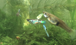 Sigmoid display of male guppy