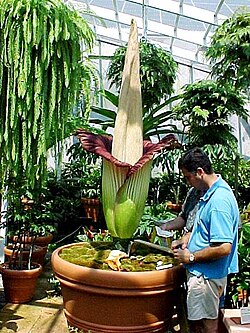 Amorphophallus titanum has the world's largest unbranched inflorescence. Photo of the plant in bloom in 2000 at Fairchild Tropical Botanic Garden in Miami, Florida, US