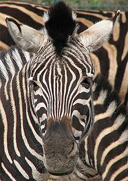 The zebra's bold pattern may induce motion dazzle in observers