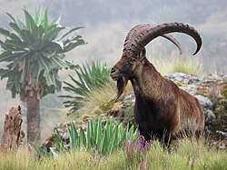 A Walia ibex in Simien Mountains National Park, one of the national symbols of Ethiopia, found only in the north of the country