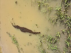 Fire ant raft