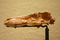 Skull of the troodontid Saurornithoides mongoliensis.
