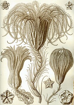 Stalked crinoid drawn by Ernst Haeckel