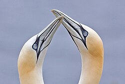 Northern gannet pair "billing" during courtship; like all seabirds except the phalaropes they maintain a pair bond throughout the breeding season.
