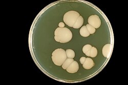 Clonal micro colonies of the fungus Candida albicans on an agar plate