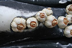 Whale barnacles on a humpback whale