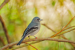Gran Canaria blue chaffinch, an example of a bird highly specialised in its habitat, in this case in the Canarian pine forests