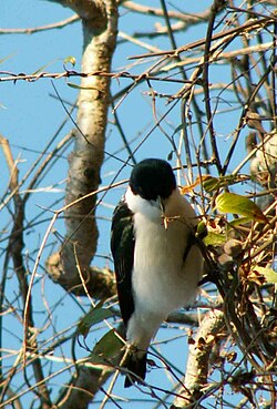 Chabert vanga (Leptopterus chabert)