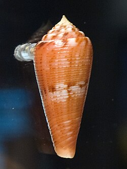 The Glory-of-the-Atlantic cone was named Conus granulatus in 1758.