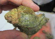 Hexaplex trunculus camouflaged in sea fouling
