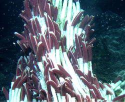 Giant tube worms (Riftia pachyptila) have an organ containing chemosynthetic bacteria instead of a gut.