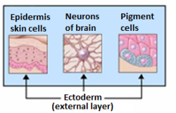 The ectoderm produces tissues within the epidermis, aids in the formation of neurons within the brain, and constructs melanocytes.