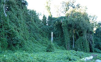 Kudzu smothering trees in Atlanta, Georgia, US