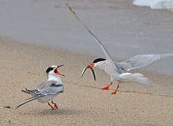 An adult common tern bringing a sand eel to a juvenile