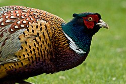 A close up of the head and body of a common pheasant