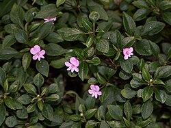 Impatiens pseudoviola