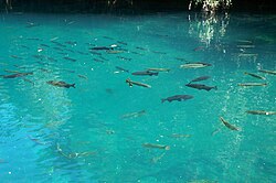 The very clear waters of the Rio da Prata, part of the Paraguay River basin near Bonito, Brazil, is rich in fish, such as Brycon hilarii (yellowish) and Prochilodus lineatus (dark)