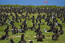 Laysan albatross rookery on Midway Atoll
