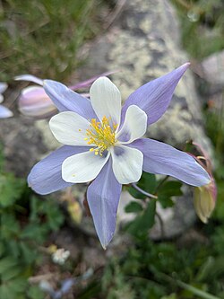 Aquilegia coerulea var. coerulea photographed in Clear Creek County, Colorado