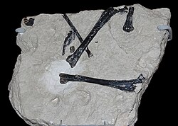 Fossil of G. schultzi in Vienna