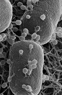 Helium ion microscopy image showing T4 phage infecting E. coli. Some of the attached phage have contracted tails indicating that they have injected their DNA into the host. The bacterial cells are ~ 0.5 μm wide.[114]