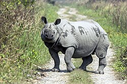 Indian rhinoceros in Manas National Park, Assam