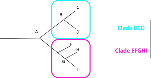 In a phylogenetic tree, numerous groupings (clades) exist. A clade may be defined as a group of organisms having a common ancestor throughout evolution. This figure illustrates how a clade in a phylogenetic tree may be expressed.