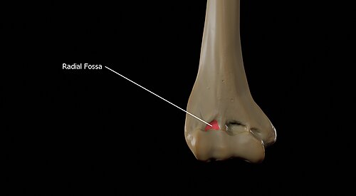 Radial fossa of the humerus