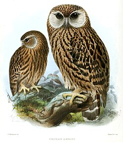 The laughing owl (Ninox albifacies), last seen in 1914