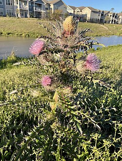 Cirsium horridulum found in southeast Louisiana.