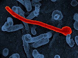 A colorized scanning electron micrograph of Ebola virus Makona variant (in red), the cause of the Western African Ebola epidemic, on the surface of Vero cells