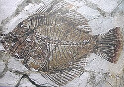 Fossil of Amphistium with one eye at the top-center of the head