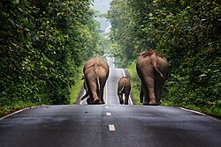 Elephants on the road in Khao Yai National Park, Thailand