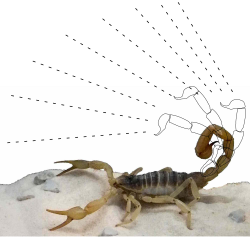 A few scorpions squirt venom to deter predators.
